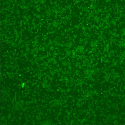 Green fluorescence                                     